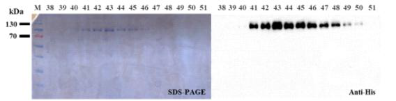 정제한 MERS-CoV eS1-770 항원의 SDS-PAGE 및 immunoblot 분석