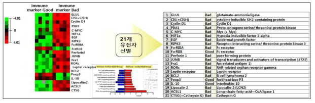 간이식 환자의 면역염증 및 세포 마커 기반 면역 상태 반영 21개의 유전자 선별