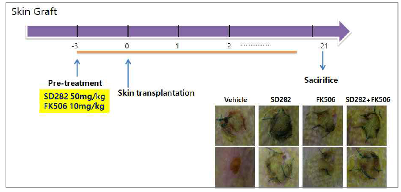 피부이식 동물모델에서 SD282와 FK506병용 투여 실험