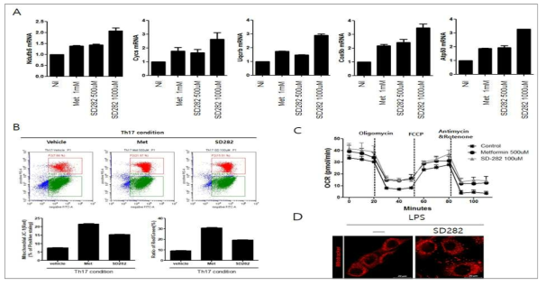 SD282에 의한 미토콘드리아 기능 및 활성 조절능