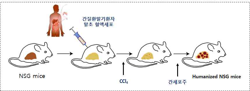 간질환 in vivo 아바타 모델 시스템 구축