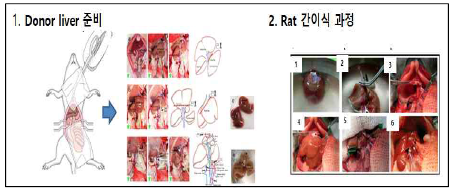 간이식동물모델 구축