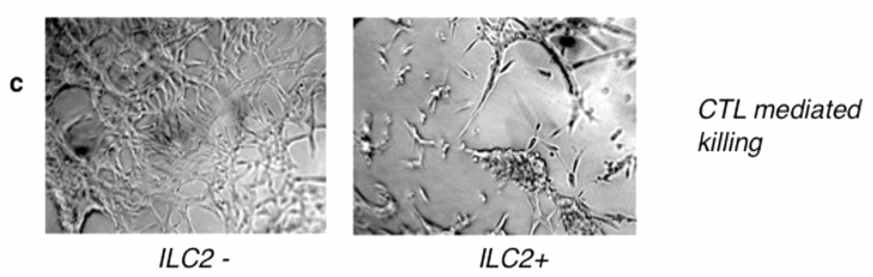 Impact of ILC2s on specific CTL effector mechanisms