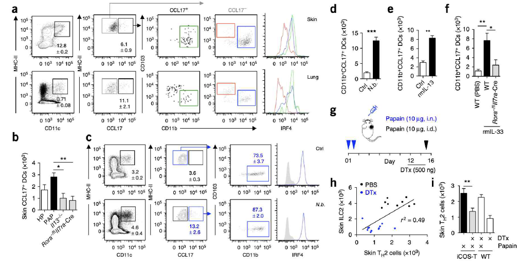 피부에서 ILCs와 CCL17을 분비하는 DC 및 Th2 세포의 변화 확인