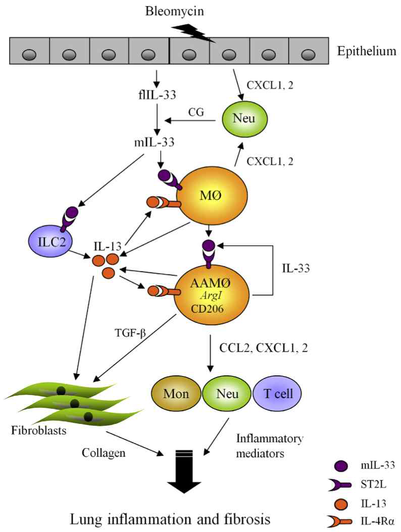 88Bleomycin에 의한 마우스 폐 섬유증 모델에서의 선 천성 림프구 세포와 대식세포 사이의 상호작용과 병인기전