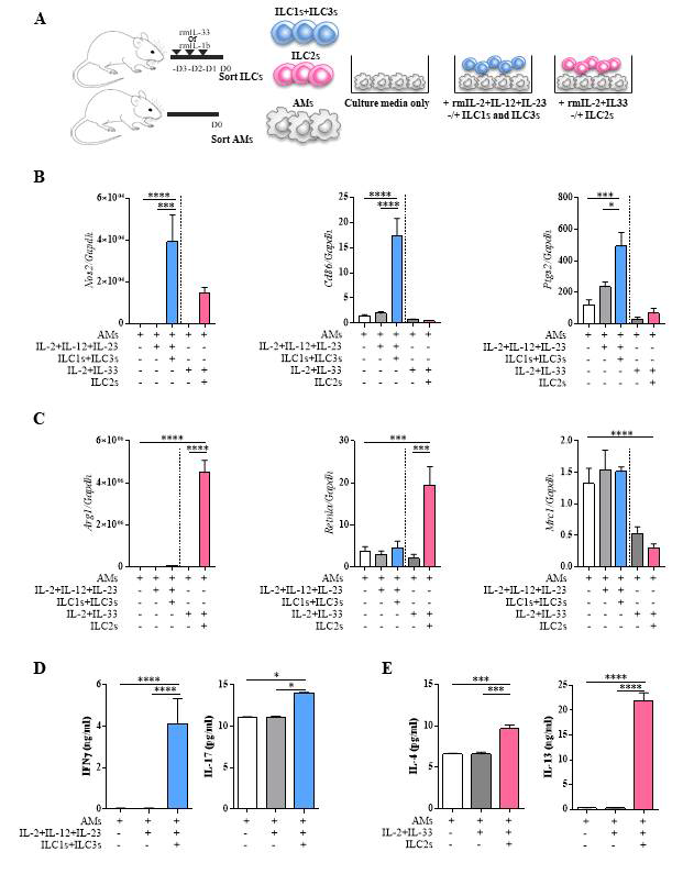 각 subset의 ILCs와 alveolar macrophage co-culture 실험