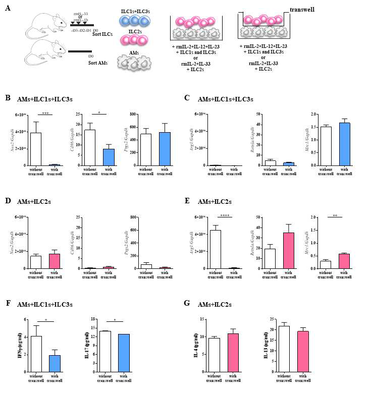 transwell을 이용하여 ILCs와 alveolar macrophage co-culture 실험