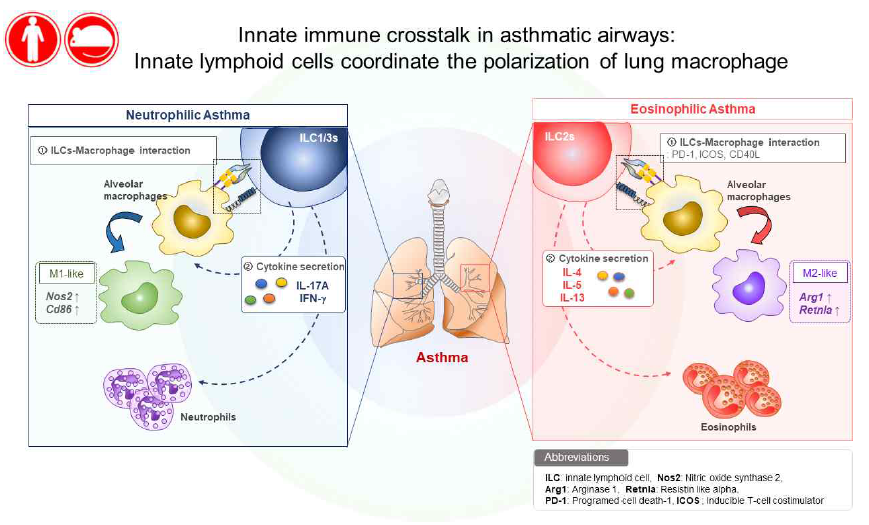 천식 표현형에 따른 면역세포의 상호작용 기전 규명