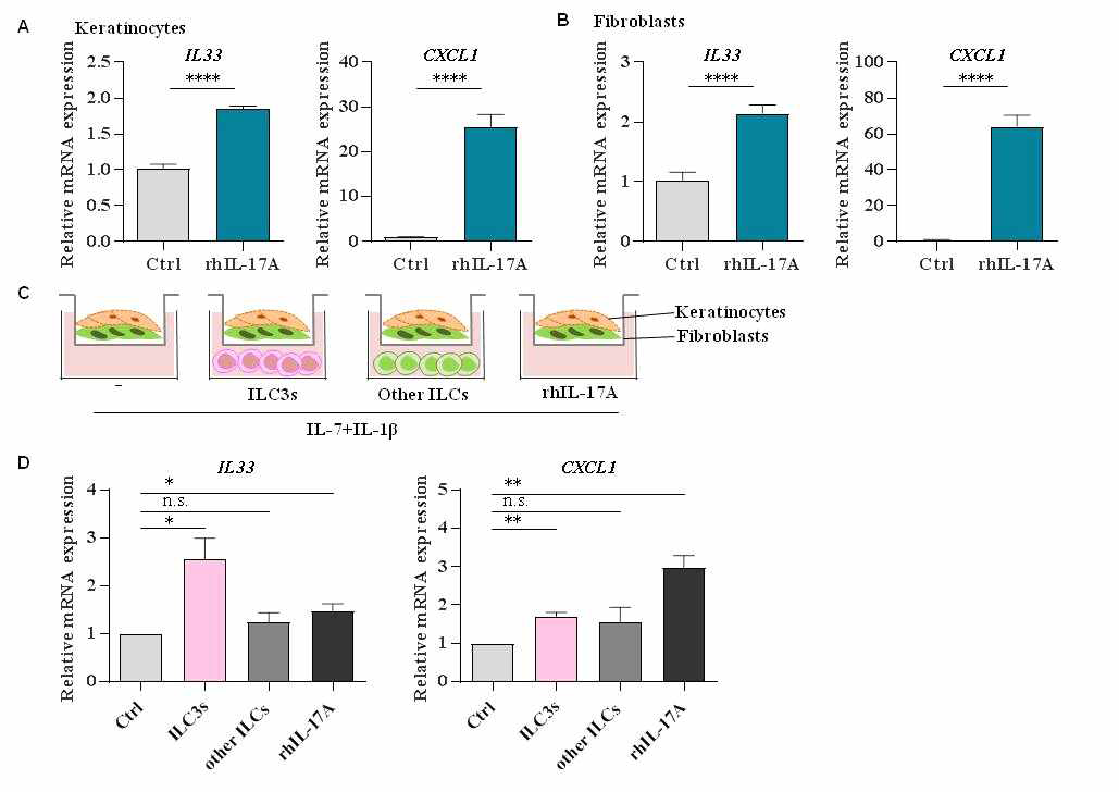 ILCs3가 keratinocyte와 fibroblast에게 미치는 영향