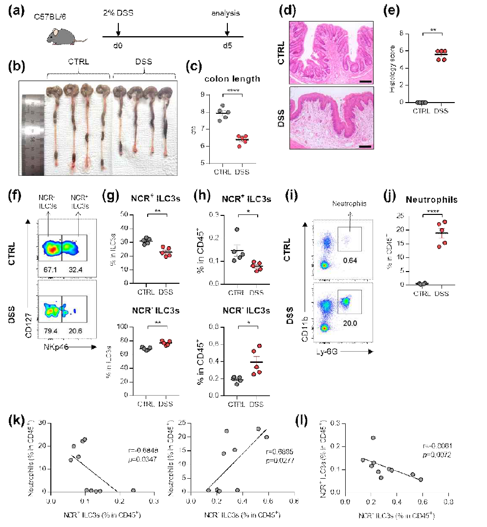 DSS를 이용한 IBD 동물모델에서 ILC3s와 neutrophil의 분포