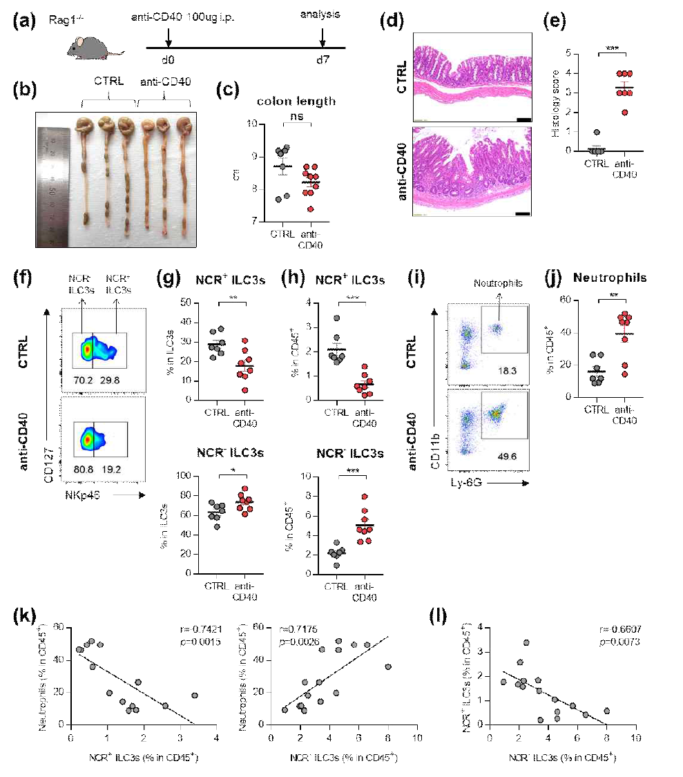 anti-CD40를 이용한 IBD 동물모델에서 ILC3s와 neutrophil의 분포