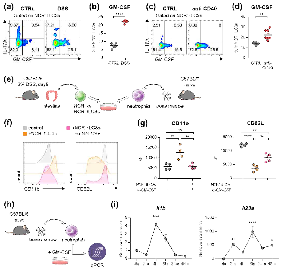 IBD 모델에서 GM-CSF를 분비하는 NCR-ILC3의 증가와 neutrophil의 활성화