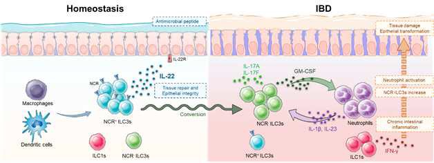 염증성 장염에서 ILC3와 neutrophil의 상호작용을 통한 염증조절 기전