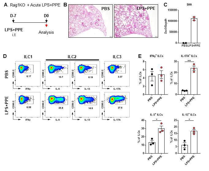 T cell이 없는 Rag1 KO 마우스에 COPD 모델 유도