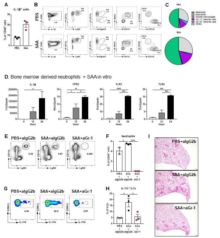 Neutrophil을 조절하였을 때 ILC3s의 변화 확인