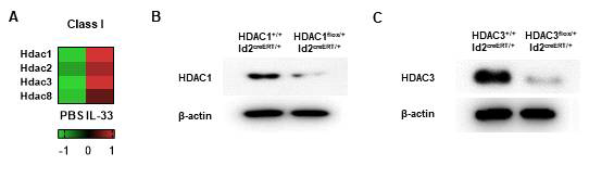 ILC2ss에서 HDAC1, HDAC3 depletion