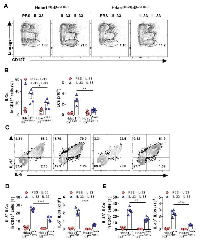 ILCs 특이적 HDAC1 결여 마우스에서 면역 기억 ILC2s 확인