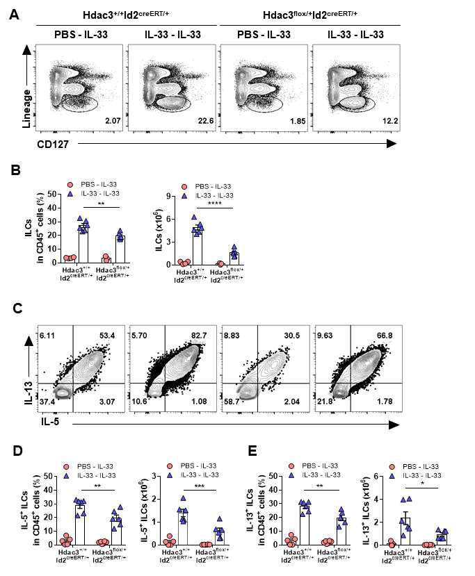 ILCs 특이적 HDAC3 결여 마우스에서 면역 기억 ILC2s 확인