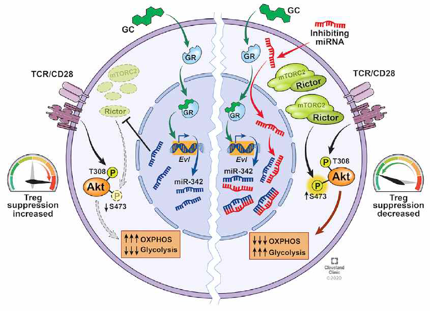 Glucocorticoid에 의한 조절 T세포의 기능 억제 기전