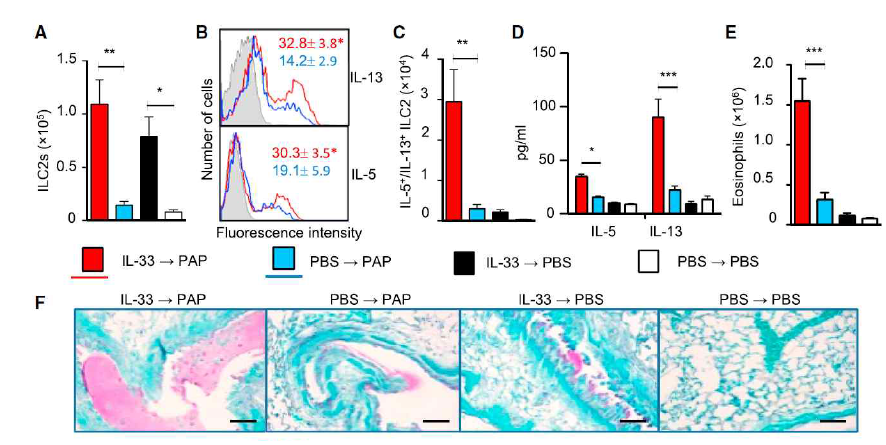 IL-33- or Papain-experienced lung ILC2ss respond vigorously to a secondary challenge