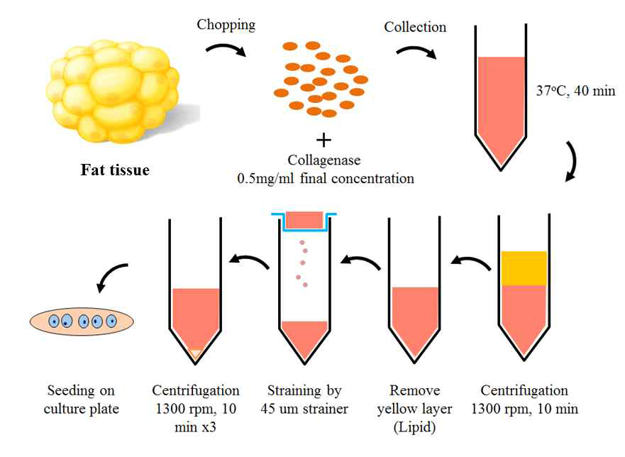 공여된 지방조직으로부터 지방세포 분리 방법 확립