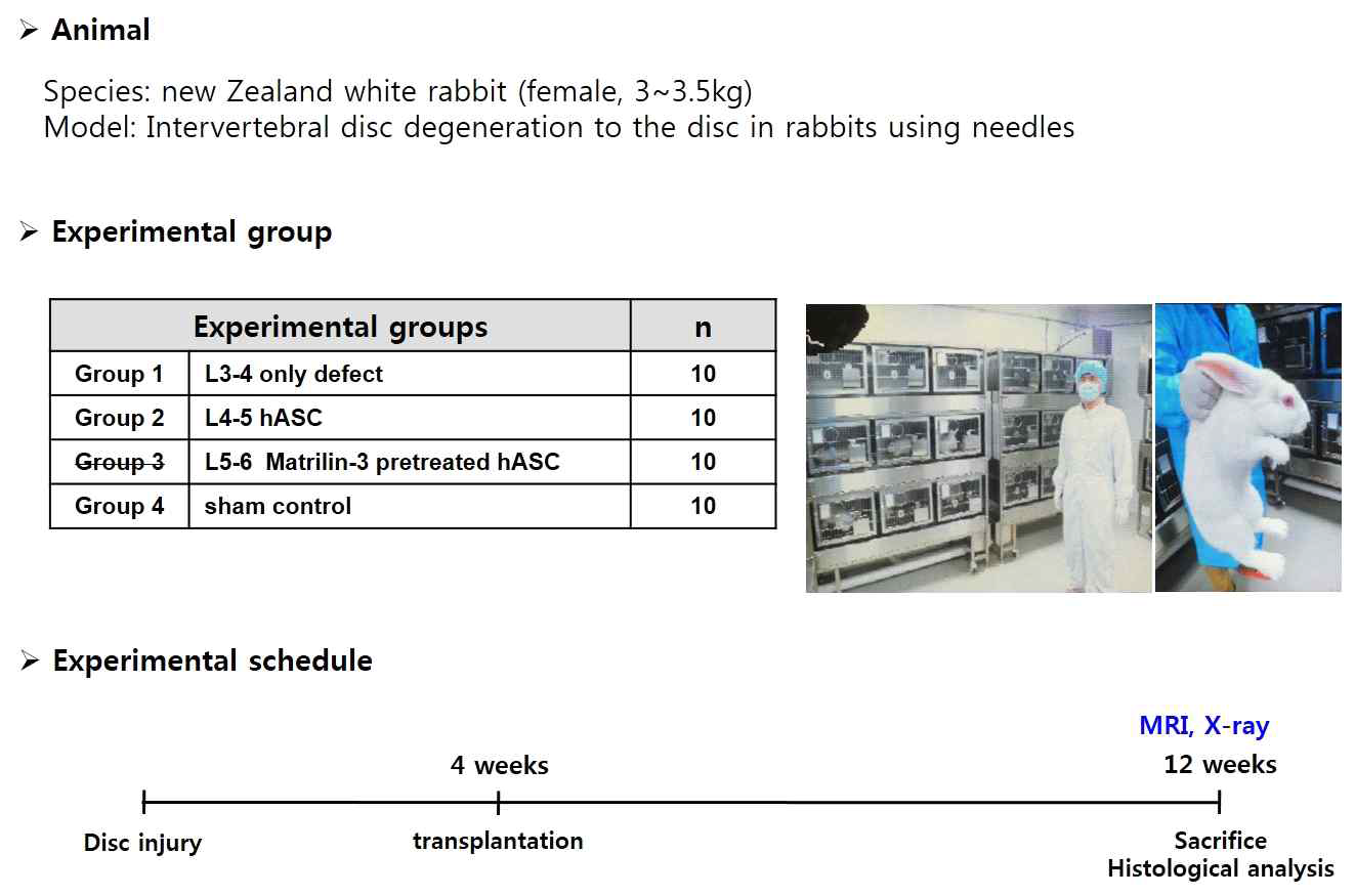퇴행성 디스크 모델내 Matrilin-3 줄기세포 이식 후 재생효능 검증 진행중