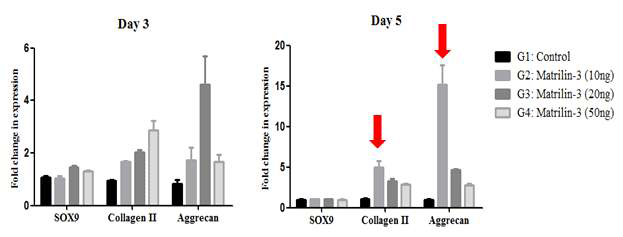 지방유래 줄기세포 Matrilin-3 농도 조건에 따른 연골분화 마커의 발현 비교