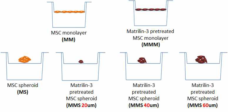 지방유래 줄기세포의 Matrilin-3 전처리 배양환경에 따른 모식도