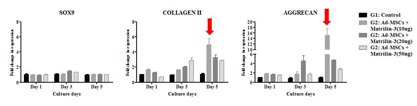Matrilin-3의 전처리 농도와 배양기간에 따른 연골화 마커의 발현