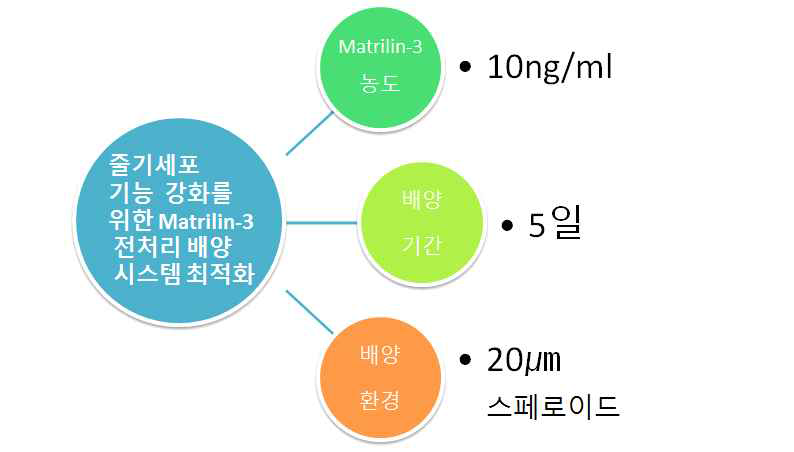 Matrilin-3 전처리 배양 시스템 최적화 모식도