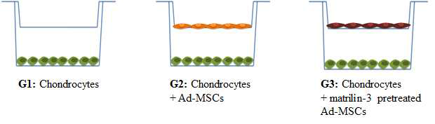 공배양에 따른 Matrilin-3가 전처리된 줄기세포와 연골세포의 상호관계 분석