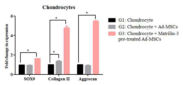 공배양에 따른 Matrilin-3가 전처리된 줄기세포와 연골세포간의 연골분화 마커 발현 비교