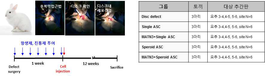 토끼 디스크손상 후복막 접근술 및 유효성 평가 실험군