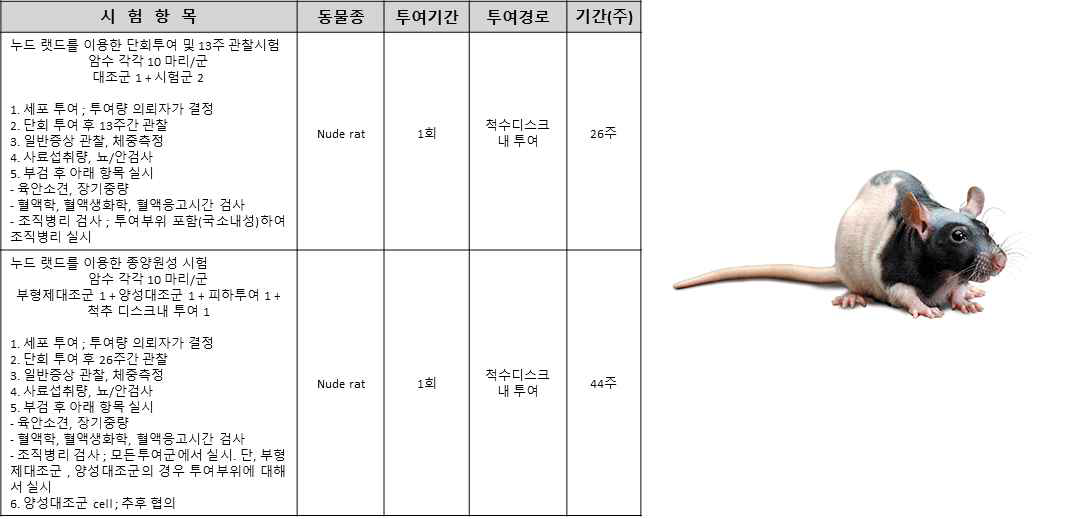 Athymic rat를 이용한 matrilin-3 전처리 줄기세포 치료제 독성시험 항목설정