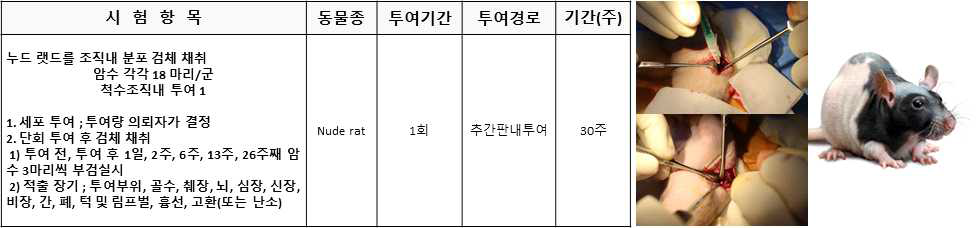 분포독성시험