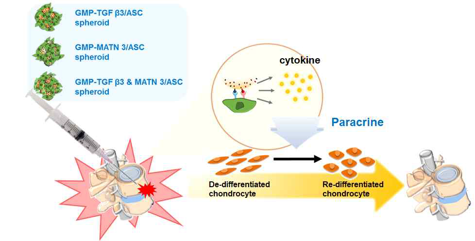 성장인자 및 기질 성분이 고정화된 젤라틴 마이크로 입자/세포 스페로이드 전달 시스템을 이용한 디스크 연골재생의 전체 모식도