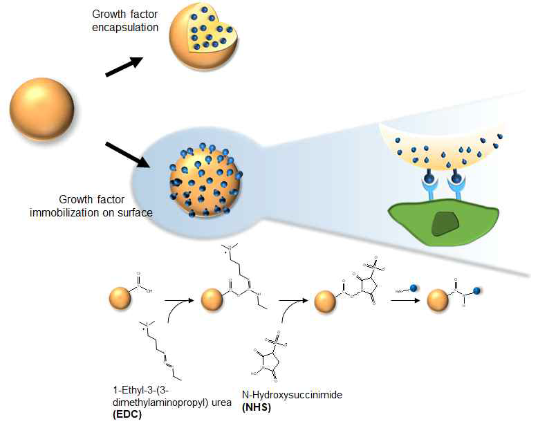 성장인자 및 기질 성분 도입을 위한 고정화 방법 모식도