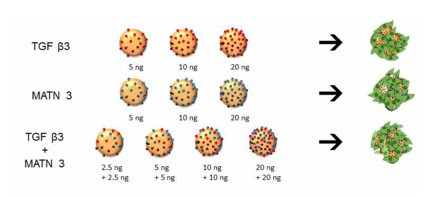 TGF-β3과 Matrilin-3의 농도별 고정화 그룹 모식도