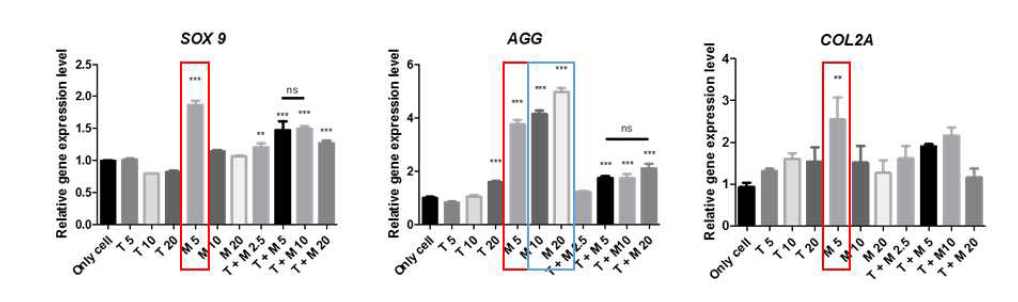 QPCR 분석을 통한 TGF-β3과 Matrilin이 고정화된 젤라틴 마이크로 입자/세포 스페로이드 전달시스템의 연골분화 확인