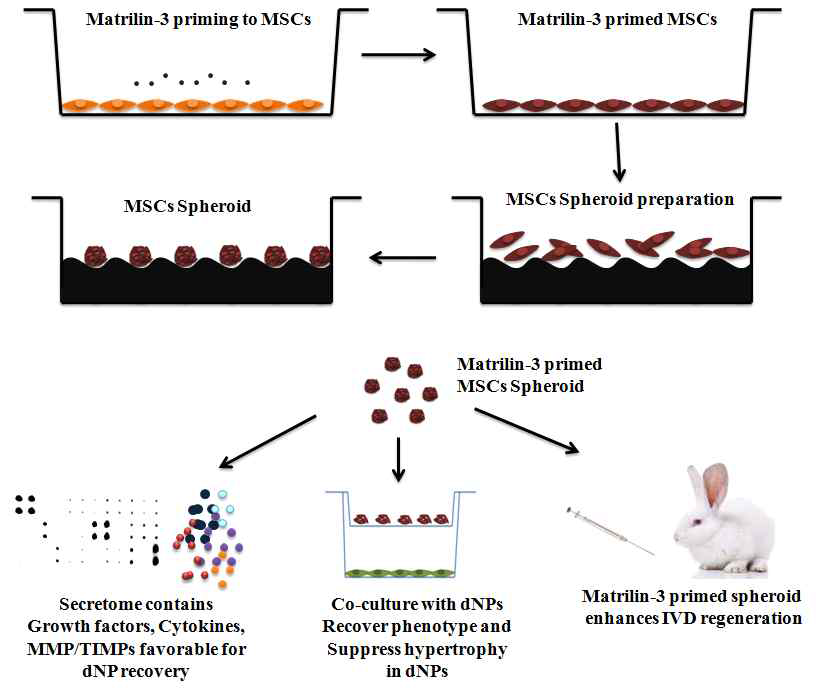 Matrilin-3 전처리 줄기세포 스페로이드에 의한 유효 분비단백질 확인 및 공배양 재생 검증