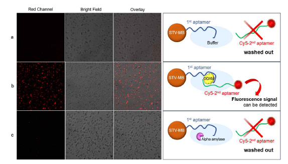 공초점 현미경으로 촬영한 앱타머 쌍과 ODAM 간의 sandwich 형성 여부에 따른 형광 이미지