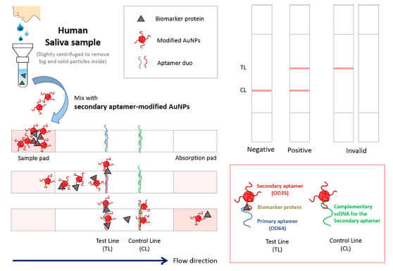 Lateral flow strip assay 기반의 ODAM 검출법 모식도