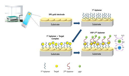 전기화학센서 기반 플랫폼에서의 앱타머 duo 활용 모식도