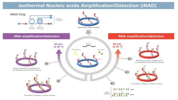 iNAD와 real-time PCR의 유용성을 임상검체에서 비교하기 위한 schematic flow