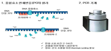 중합효소 연쇄반응 (PCR) 원리 및 요점