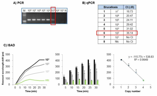 브루셀라 검출 민감도 비교 분석 (PCR, qRT-PCR, 광학 바이오 센서)