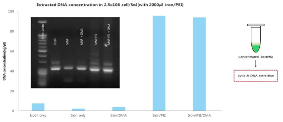 PCR를 통한 농축된 원인균 검출 효율 분석