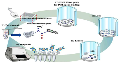 DE 과 96well filter/membrane plate(PVDF) 와 96 well cell culture plate를 이용한 다중 샘플에서 병원체 농축 및 핵산 추출을 위한 모식도