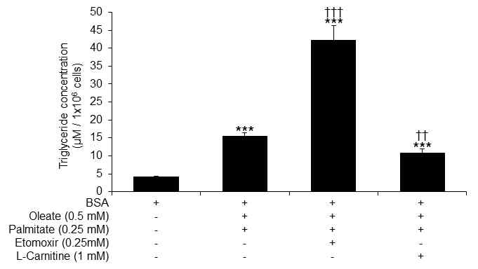 지방간 오가노이드 유도시 Etomoxir 및 L-carnitine 처리 후 triglyceride 정량