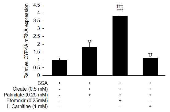 지방간 유도시 CYP4A mRNA 발현양상 비교